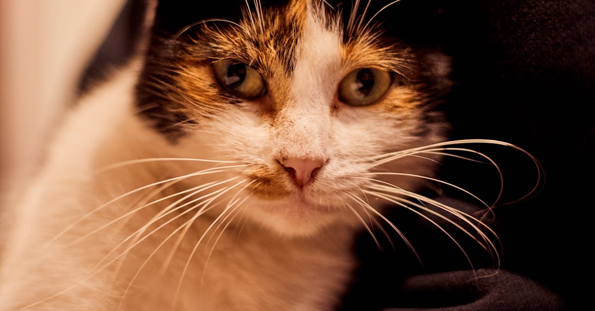 Pessoa feliz interagindo com dispositivo digital, simbolizando fidelização online