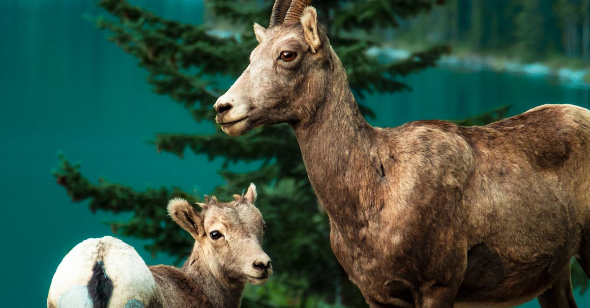 Artista ajustando equipamento para melhorar técnicas fotográficas em estúdio